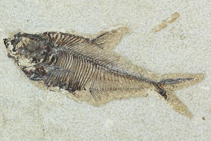 Fossil Fish (Diplomystus) - Green River Formation #129574